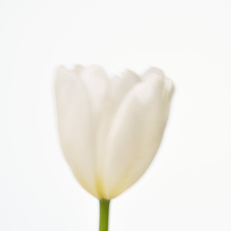 ADDCT Eau De Parfum The First (50ml) SCENT MOOD